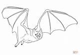 Coloring Bat Vampire Drawing Pages Printable Bats Common Fruit Print Line Template Baby Realistic Sketch Kids Colorings Color Supercoloring Pencil sketch template