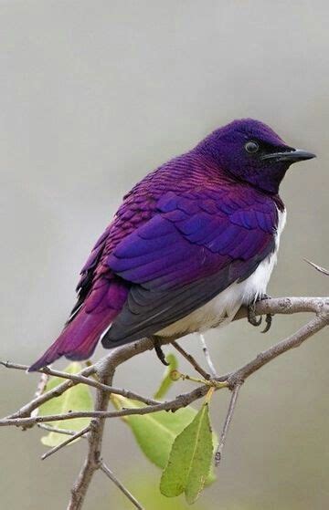 pin  nancy pike  purple  beautiful birds purple bird pet birds