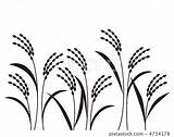Rice Plant Drawing Sketch Line Result Plants Paintingvalley Diagram Vector Getdrawings sketch template