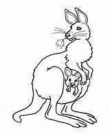 Kangaroo Coloring Pages Colouring Pouch Baby Picolour sketch template