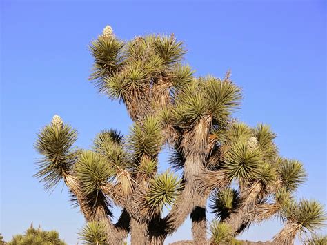 american travel journal joshua tree national park joshua trees  bloom