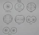 Mitosis Drawing Cell Onion Cytokinesis Answers Division Telophase Worksheet Stage Drawings Sketch Biology Paintingvalley Keywords Similiar Coloring Animal Template sketch template