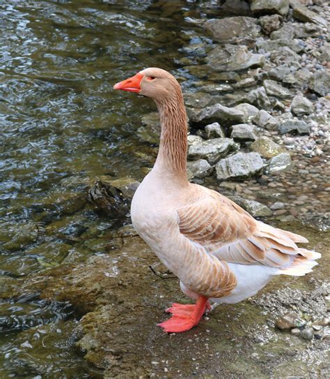 domestic geese breeds grit