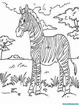 Zebra Mewarnai Buku Bokito Zoo Colouring Coloringhome Toddlers Coloringpage Zebras sketch template