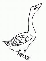 Goose Coloring Pages Angry Color Clipart Baby Duck Geese Flying Netart Kids Library Printable Animal Glass Stained Getcolorings Choose Board sketch template