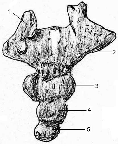 origine des mots coccyx osteopathe castres