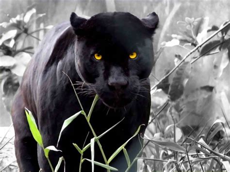 animal photo black leopard animal