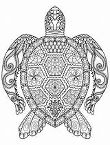 Coloring Pages Adults Animal Turtle Kids sketch template