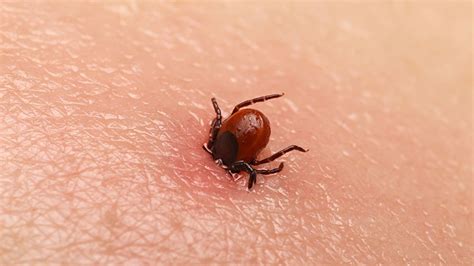Canada Issues Warning For Lyme Disease Mtl Blog
