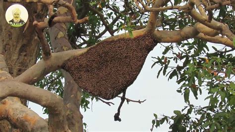 Natural Honey Bee Youtube