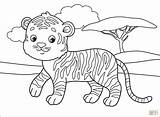 Coloring Tiger Tigers Tigres Supercoloring Tigrinho Hinh sketch template