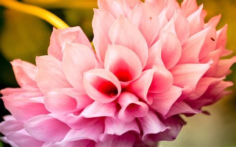 cool flower backgrounds wallpapers  creatives