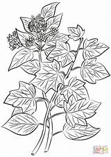 Coloring Ivy Pages Hedera Helix Common Printable sketch template