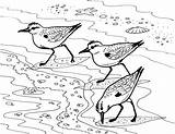 Coloring Sanderlings Sandpiper Pipers sketch template