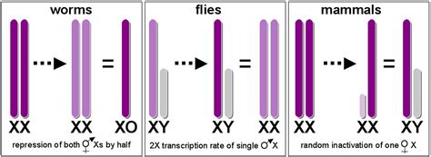 X Chromosome Dosage Compensation