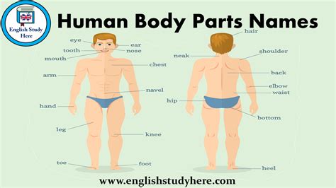 human body parts names english study