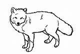 Fox Coloring Pages Line Red Print Arctic Foxes Printable Kids Color Drawing Clipart Baby Deviantart Animal Animals Drawings Wolf Sheets sketch template