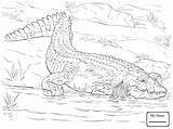 Crocodile Coloring Pages Realistic Nile Drawing Crocodiles Animal Printable Animals Alligator Color Kids Adults African Reptiles Getdrawings Choose Board Caiman sketch template