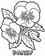 Pansy Pansies Bestcoloringpagesforkids sketch template