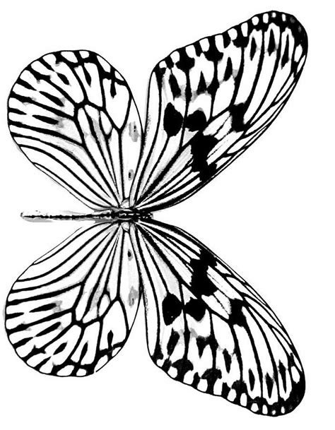 pin  carol kemp  butterfly butterfly coloring page butterfly