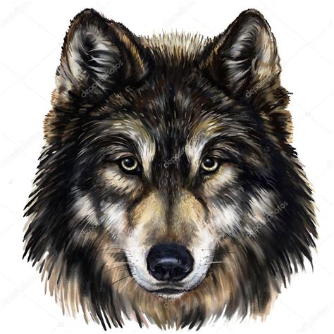wolf kopf stockfoto  modera