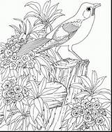 Coloring Pages Scenery Tropical Adults Beautiful Drawing Printable Birds Adult Color Getcolorings Print Getdrawings sketch template
