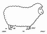 Schafe Schafsnase Ganzes Schäfchen Kinderbilder sketch template