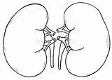 Kidney Urinary Linker Nier Juiste Ilustracja Prawy Lewy Kontur Endocrine Excretory sketch template