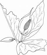 Cabbage Coloring Supercoloring Pages sketch template