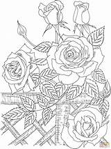 Coloring Rose Pages Vine Template Detailed sketch template