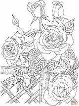 Coloring Rose Para Patrones Bordar Dibujos Supercoloring Super Red Figuras Bordados sketch template