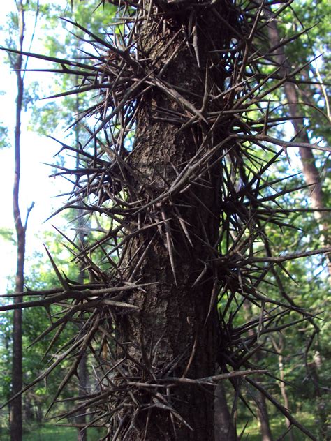 size   thorn  tree  mildlyinteresting
