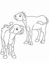 Ox Calf sketch template