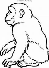 Colorare Scimmia Scimmie Disegno Coloradisegni Pagine Cookie sketch template