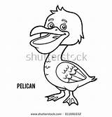 Pelican Coloring Island Designlooter Children Book sketch template