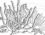 Coloring Seahorse Pages Seaweed Printable Color Around Kids Horse Print Ocean Draw Sheets Step Google Au sketch template