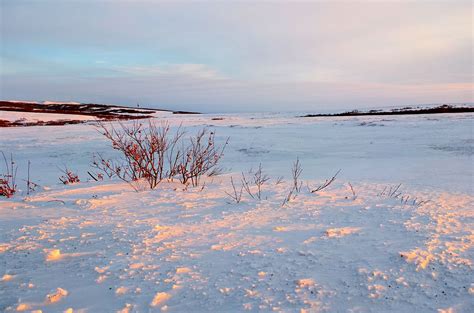 tundra sunset biomes tundra landscape