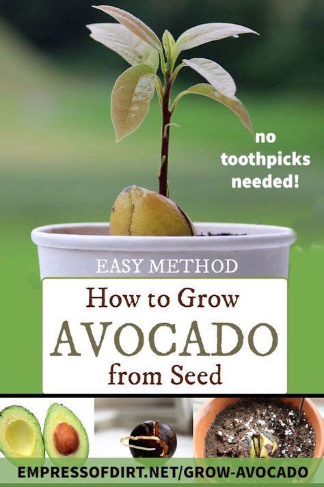 Forget The Toothpicks This Is The Easy Way To Grow Avocado From Seed