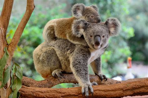 koalas functionally extinct  australia    estimated