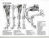 Anatomy Coloring Horse Book Forelimb Bones Veterinary Animal Muscles Flickr Pages Cat Horses Choose Board Drawing Template sketch template