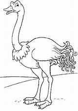 Avestruz Autruche Ostrich Avestruces Aves Coloriages Negro Pintarcolorir Colorier Aprende Cristianas sketch template
