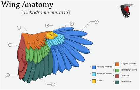 bird wing anatomy diagram