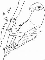 Perroquet Gabon Parrot Papageien Papagaj Pappagalli Colorare Oiseau Coloriages Ausmalen Graupapagei Ptaki Kolorowanki Gratuit Ausmalbild Immagine Ausdrucken sketch template