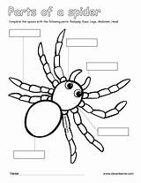 Spider Parts Label Coloring Color Sheet Writing Cleverlearner Worksheets Activities sketch template