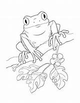 Frog Coloring Pages Pepe Meme Getdrawings Drawing Template Leaping sketch template