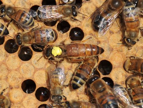 honeyfields bee farm buckfast  carniolan queen bees  sale
