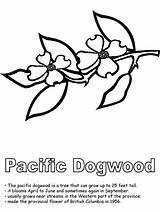 Coloring Columbia Dogwood British Flower Pacific Tree Canadian Pages Provinces Drawing Colouring Bc Clipart Canada Activities Sheets Cliparts Flowers Ws sketch template
