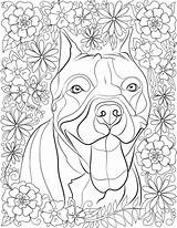 Coloring Pages Pitbull Printable Adults Pitbulls Popular Kids sketch template