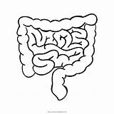 Intestine Small Template Coloring Pages Templates sketch template