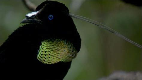 Birds Of The Gods Birds Of Paradise And Sexual Selection Nature Pbs
